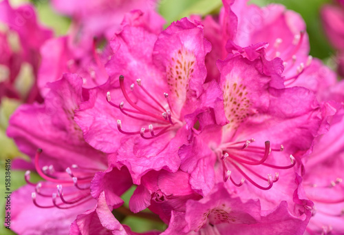 Rhododendron flower close-up.