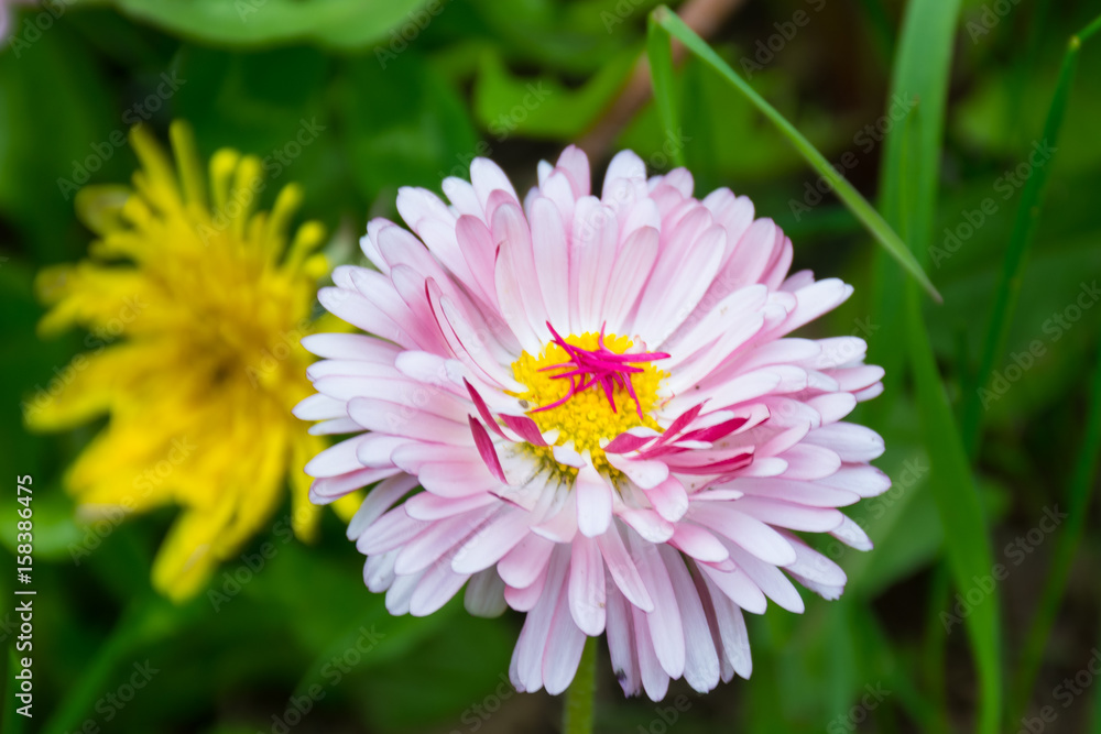 Obraz premium pink flower