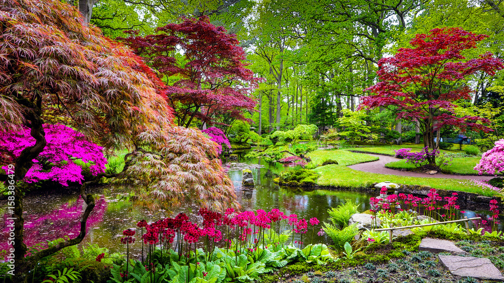 Traditional Japanese Garden in The Hague. - obrazy, fototapety, plakaty 