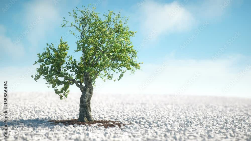 A tree growing time lapse animation in sunny weather and blue sky Stock