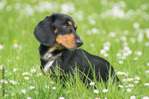 Dachshund on the grass © veroart