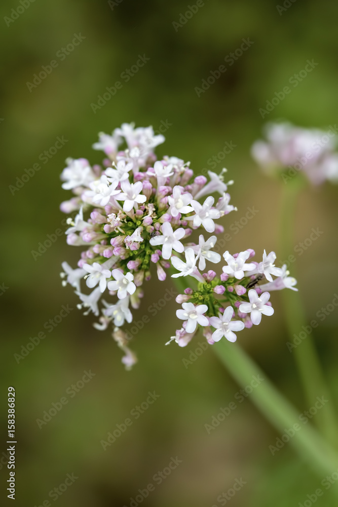 Valeriana officinalis bitki kedi otu Valeriana officinalis bitki kedi otu