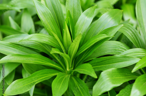 Wallpaper Mural Green plant in the garden closeup Torontodigital.ca