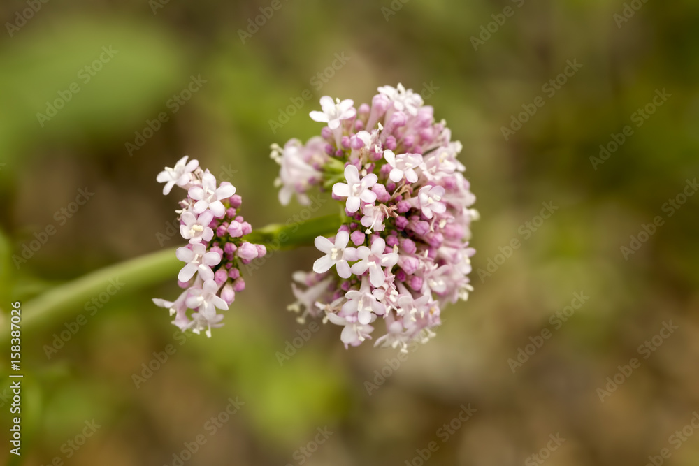 Valeriana officinalis bitki kedi otu Valeriana officinalis bitki kedi otu