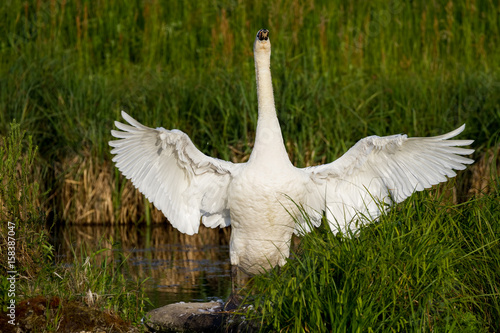 Swan before sunset cleaning his feathers.