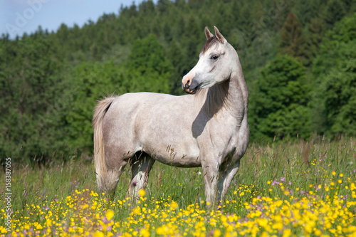 Fototapeta Naklejka Na Ścianę i Meble -  Portrait of nice arabian horse