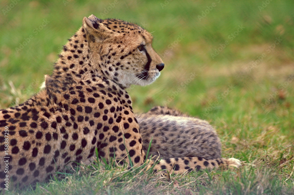 Cheetah Cheetah