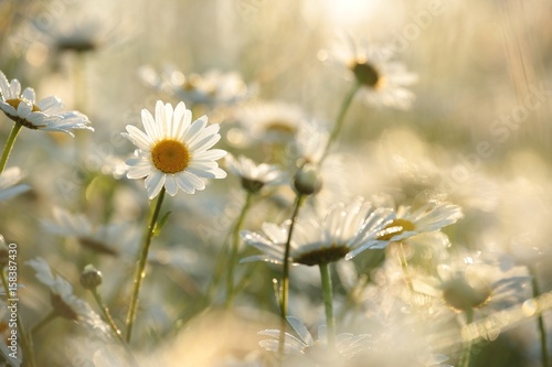 Daisy in a meadow lit by the rising sun