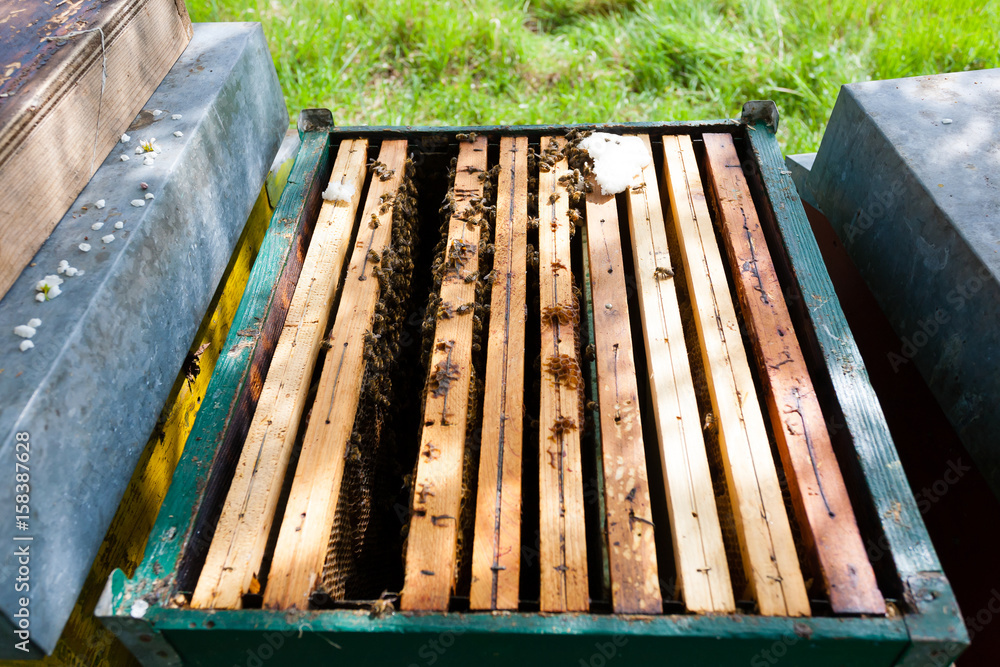 Fototapeta premium Open hive, beekeeping
