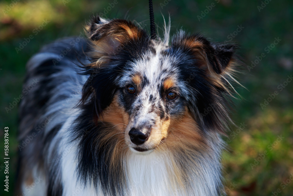dog breed Sheltie dog breed Sheltie