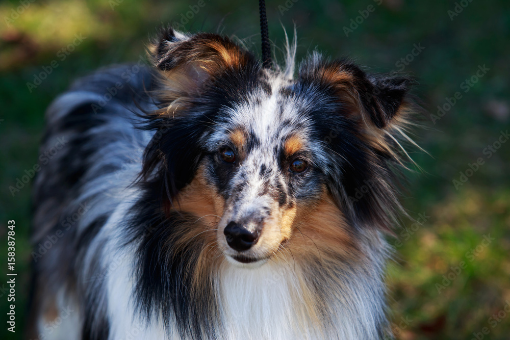 dog breed Sheltie