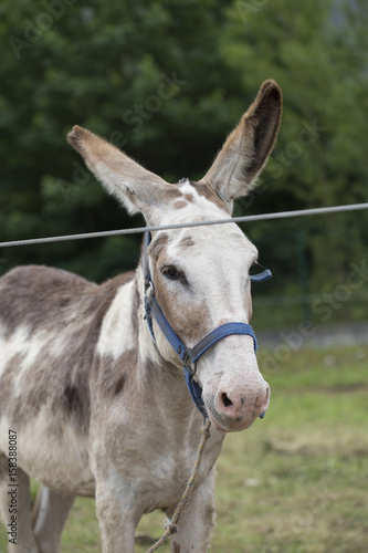 Donkey © paula sierra