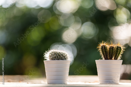 2 mini cacti
