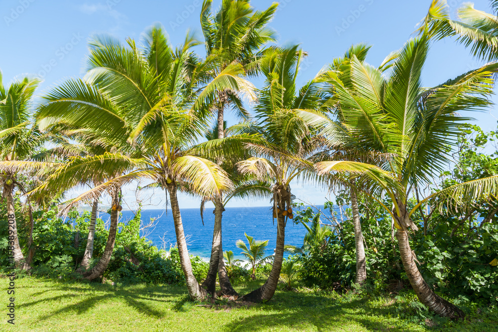Coconut palm trees in tropical Niue