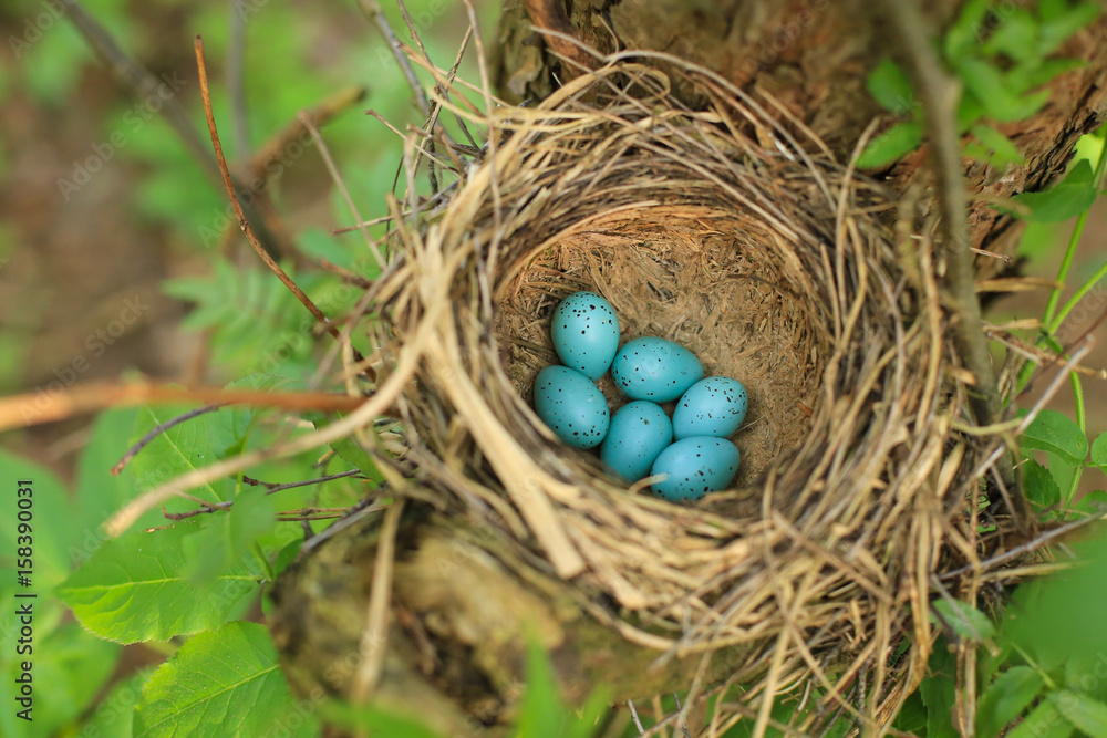 Six blue eggs of the thrush in the straw nest on a tree in the forest