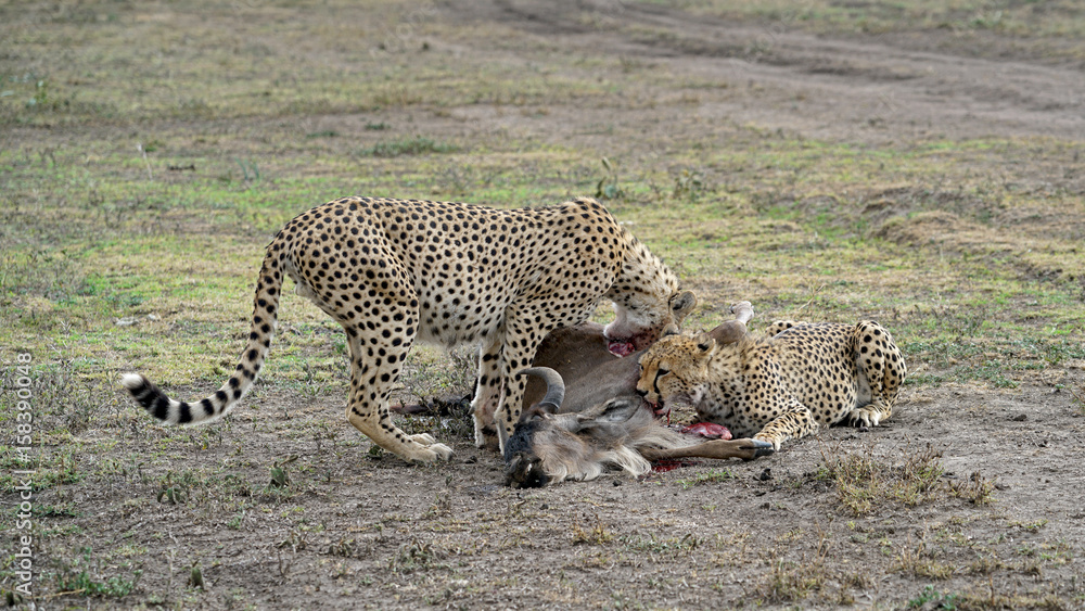 Cheetah of South Serengeti, Tanzania Cheetah of South Serengeti, Tanzania
