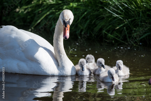 swanlings or cygnets in water
