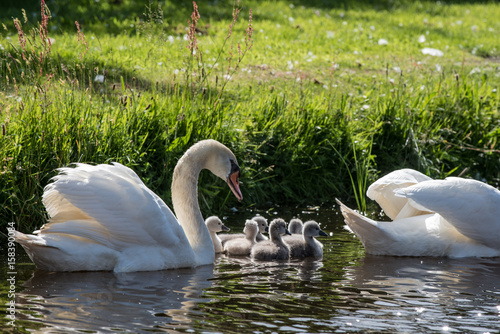 swanlings or cygnets in water photo