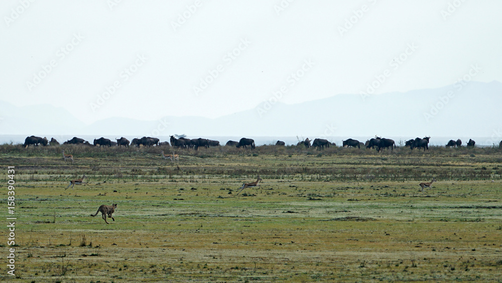 Cheetah of South Serengeti, Tanzania