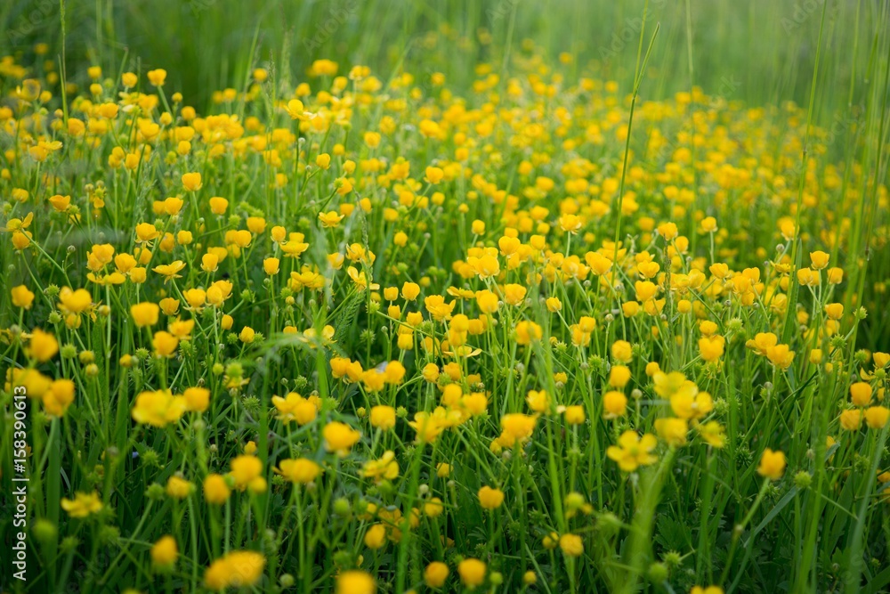 Fototapeta premium Meadow flowers. Slovakia