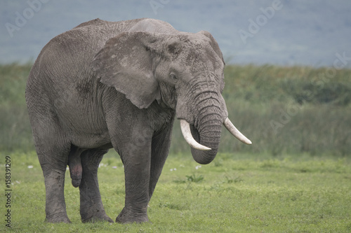 Elephant Closeup