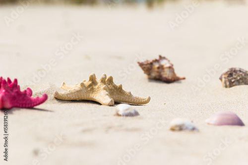 Sea beach scattered variety sea shells