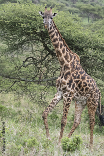 Tall Giraffe  Serengeti