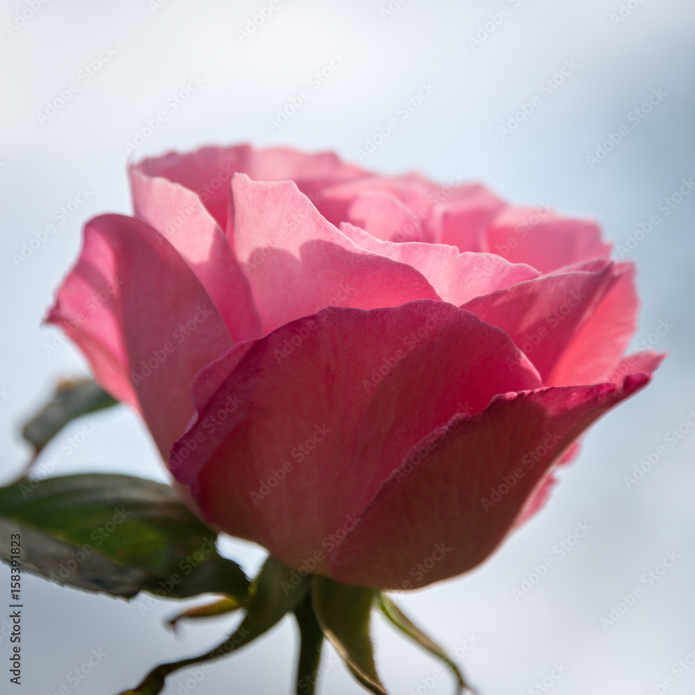 pink rose pink rose