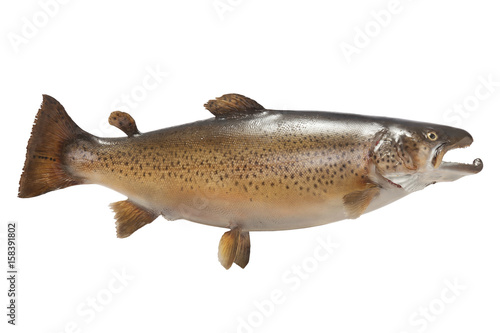 Big brown trout isolated on white