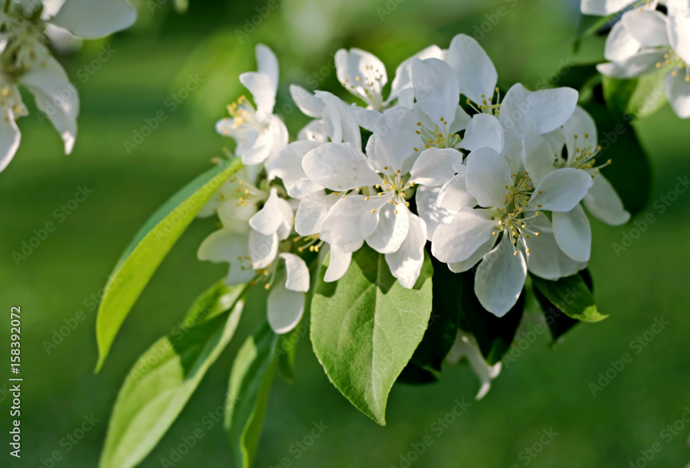 branch of a blossoming tree branch of a blossoming tree