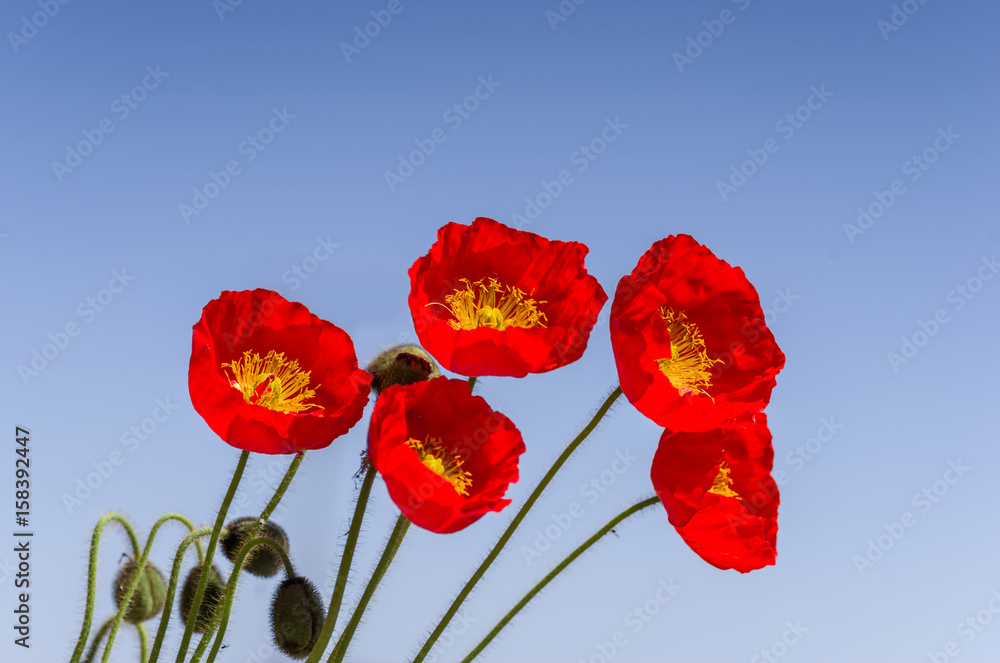 Obraz premium Mohnblüten