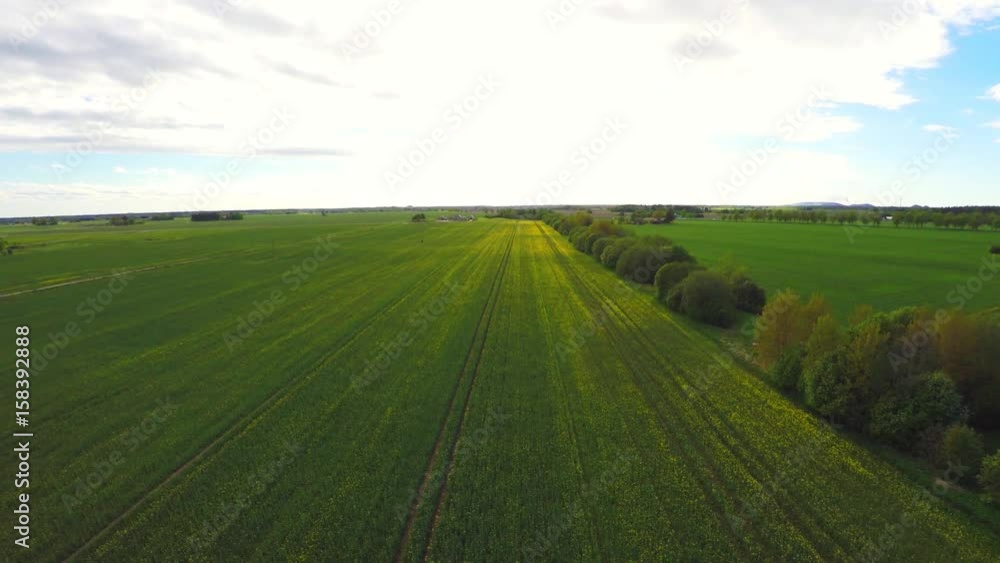 Aerial view of blooming rape fields and blue sky. Summer nature landscape. Aerial footage. Aerial view of blooming rape fields and blue sky. Summer nature landscape. Aerial footage.