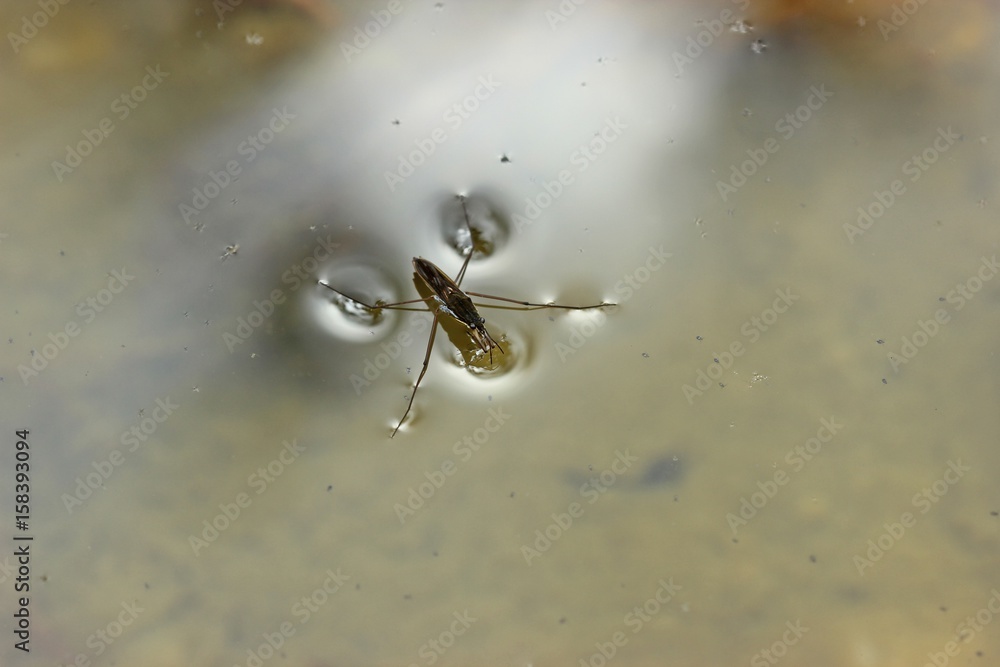 Wasserläufer mit Beute auf der Wasseroberfläche
Wasserläufer mit Beute auf der Wasseroberfläche