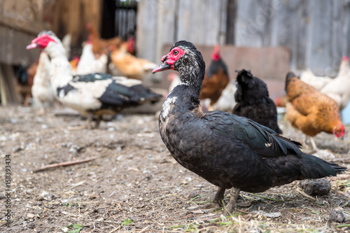 Muscovy duck roaming on the grass. Beautiful male Muscovy duck