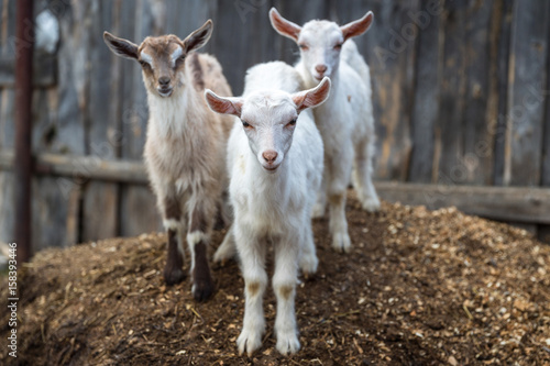 Billede på lærred Little baby goats in the farmyard.