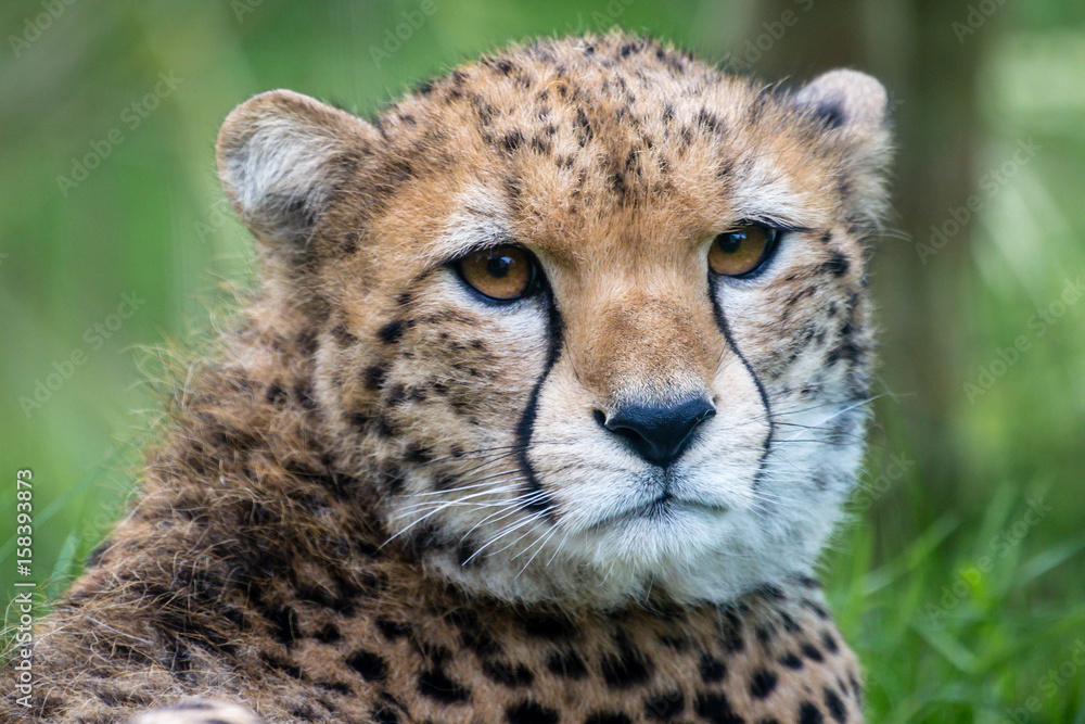 Cheetah Close Up Cheetah Close Up