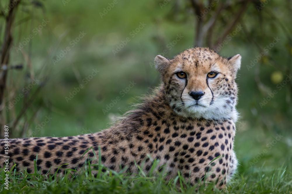 Cheetah Close Up Cheetah Close Up