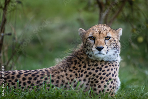 Cheetah Close Up