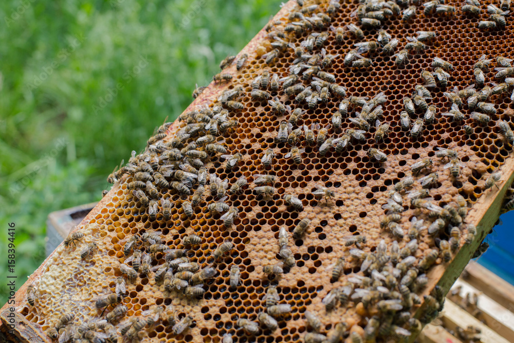 Honeycomb frame set up by bees, with lack of space for honey. Self-built bees waxed. Bee family in beehive. Bees in a hive on built-in wax. Honey frame.