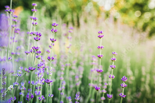 Blooming lavender and sun evening light. Beautiful garden flowers © artifirsov