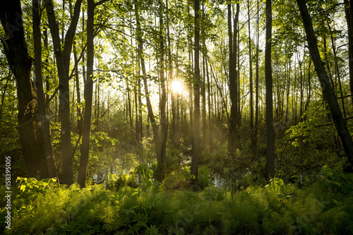 Dekoracja na wymiar swamp-in-biebrza-national-park-poland