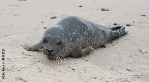Young seal on beach at Skagen, Denmark