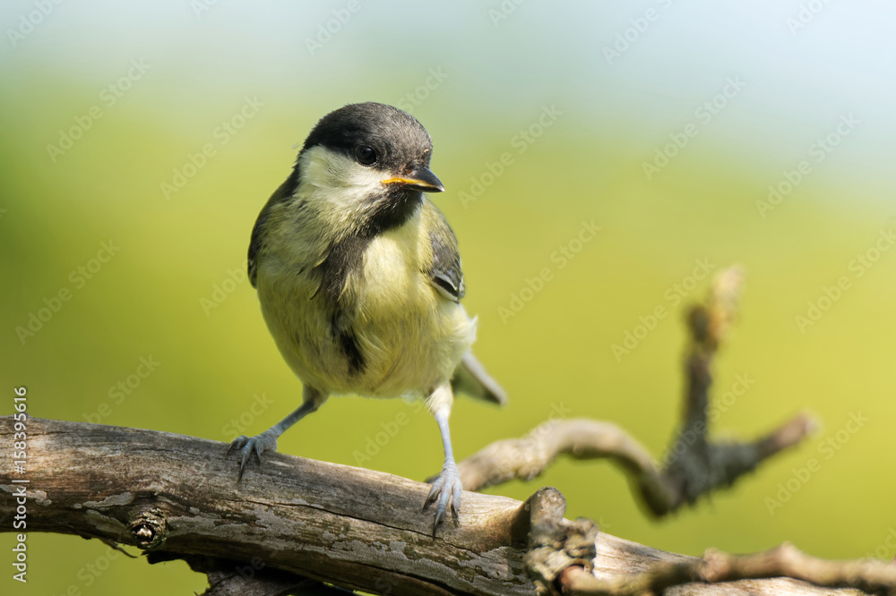 Fototapeta premium Juvenile Kohlmeise
