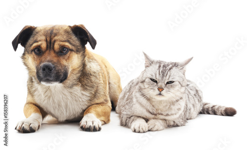 Cat and dog.