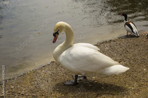 Swan