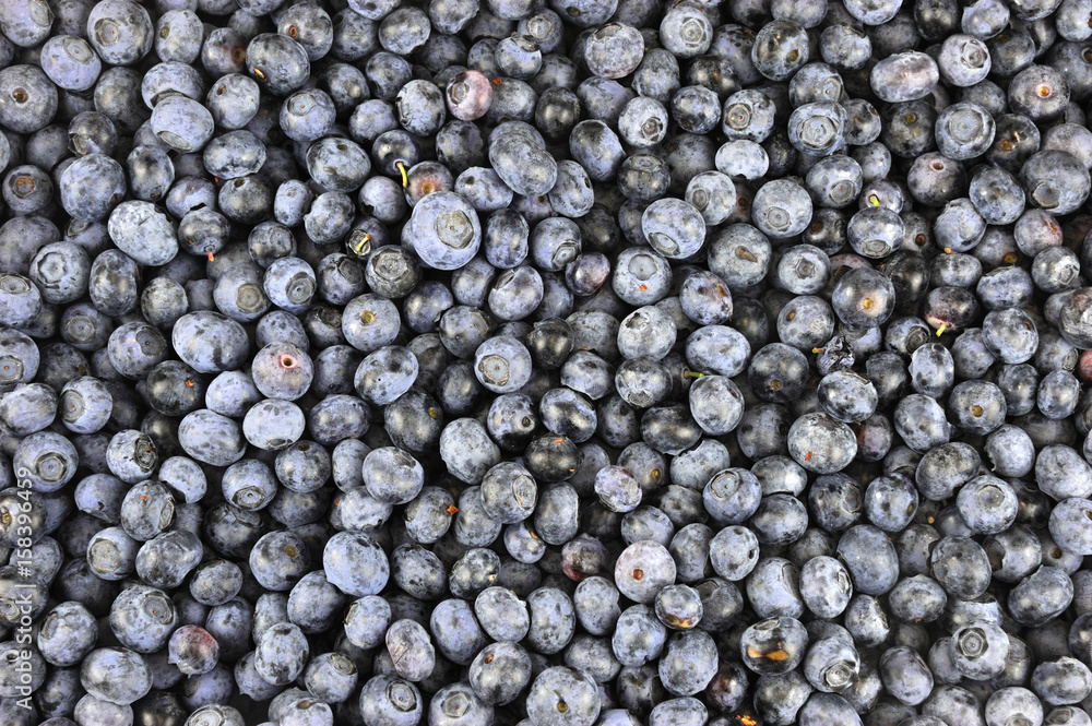 blueberry background blueberry background