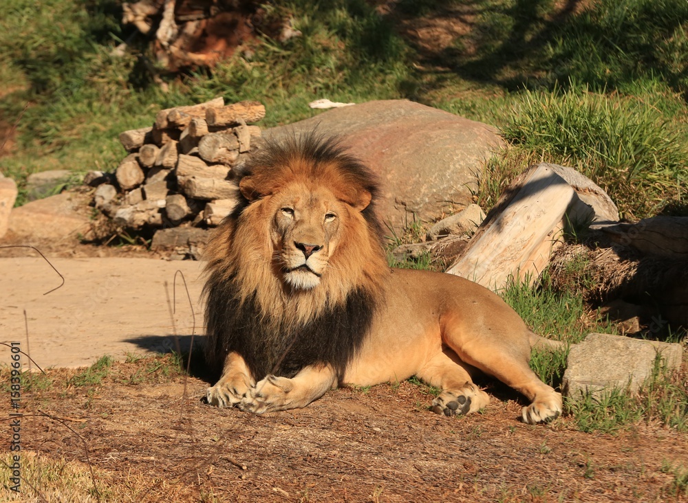 Male Lion at rest