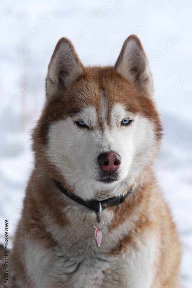 Siberian Husky Straight On