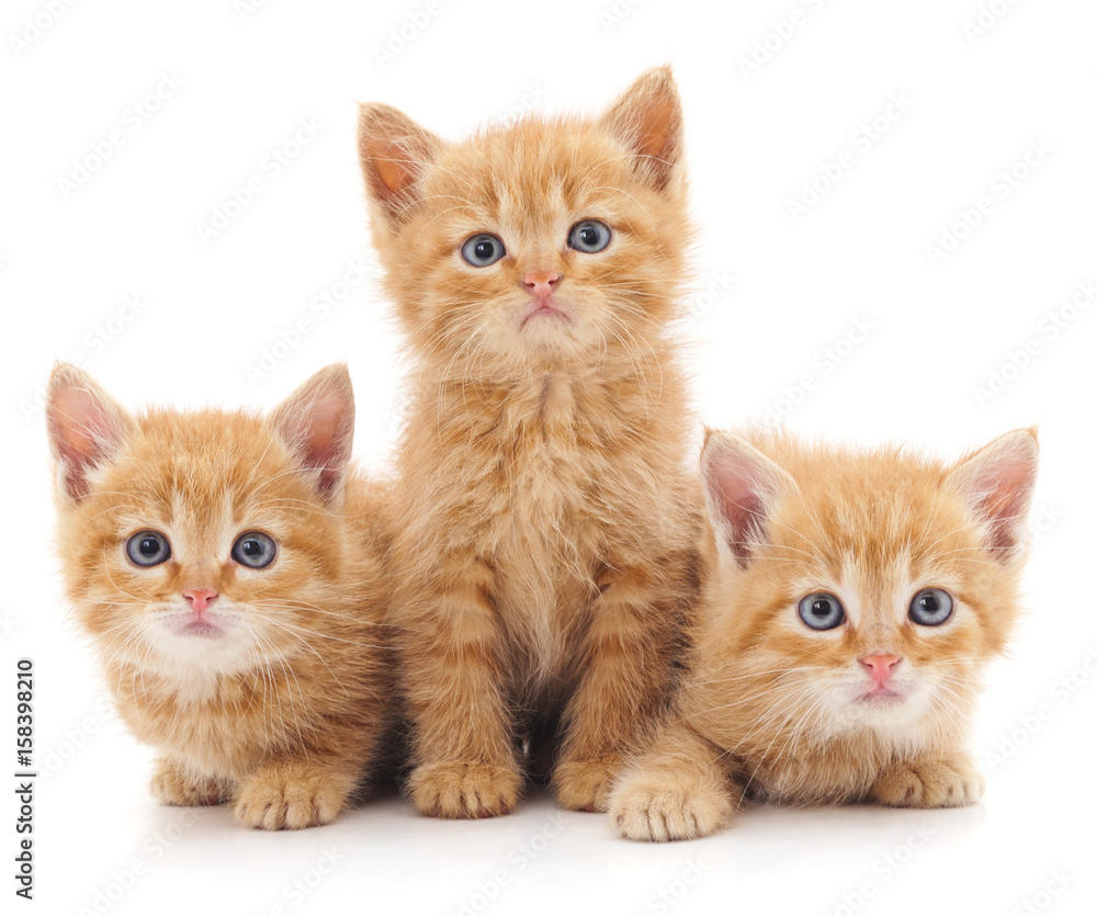 Fototapeta premium Three red cats.