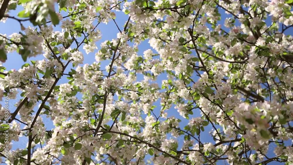 Blossoming apple trees in spring, the insects gather nectar Blossoming apple trees in spring, the insects gather nectar